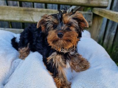 Yorkshire Terrier boys registered IHReV