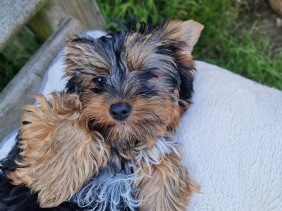 Yorkshire Terrier boys registered IHReV