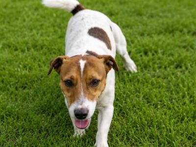 Jack Russell stud in Tipperary