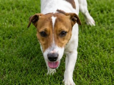 Jack Russell stud in Tipperary