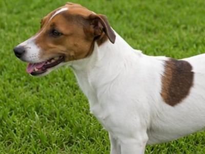 Miniature Jack Russell stud in Tipperary