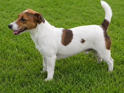 Jack Russell stud in Tipperary