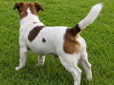 Jack Russell stud in Tipperary