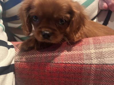 Cavalier King Charles Spaniel puppies in Cavan
