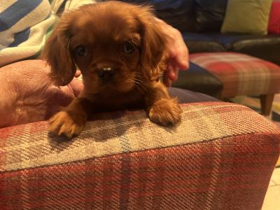 Cavalier King Charles Spaniel puppies in Cavan
