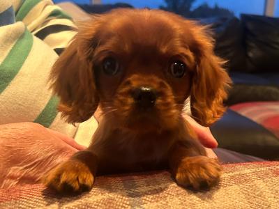 Cavalier King Charles Spaniel puppies in Cavan