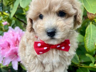Veterinary Health Checked Miniature Golden Doodle puppies
