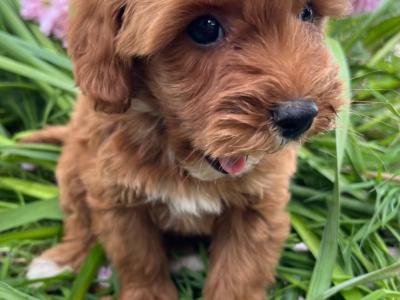 Veterinary Health Checked Miniature Golden Doodle puppies