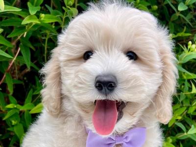 Veterinary Health Checked Miniature Golden Doodle puppies