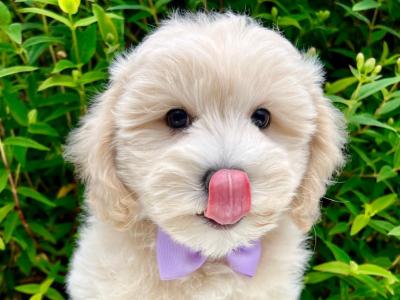 Veterinary Health Checked Miniature Golden Doodle puppies