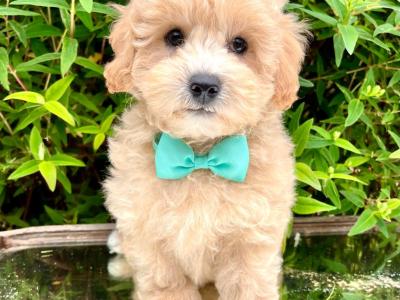 Veterinary Health Checked Miniature Golden Doodle puppies