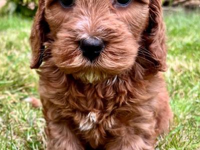 Veterinary Health Checked Miniature Golden Doodle puppies