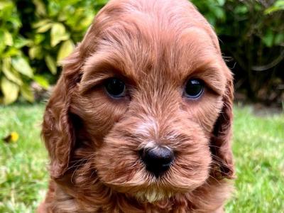 Veterinary Health Checked Miniature Golden Doodle puppies