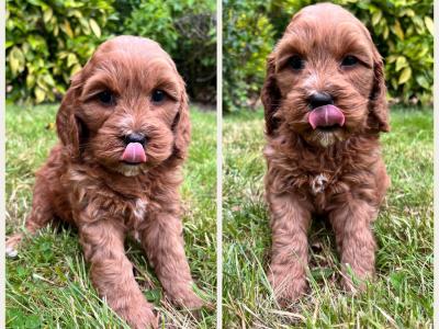 Veterinary Health Checked Miniature Golden Doodle puppies