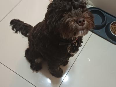 Male Chocolate Brown Cavapoo puppy in Westmeath