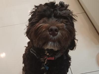 Male Chocolate Brown Cavapoo puppy in Westmeath
