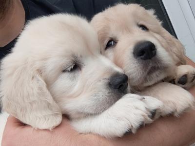Purebred Golden Retriever puppies in Cork
