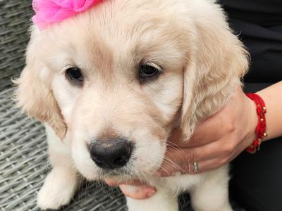 Purebred Golden Retriever puppies in Cork