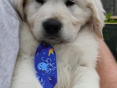 Purebred Golden Retriever puppies in Cork