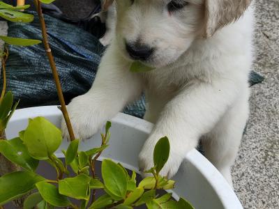 Purebred Golden Retriever puppies in Cork