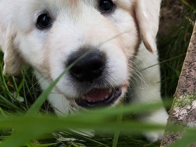 Purebred Golden Retriever puppies in Cork