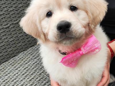 Purebred Golden Retriever puppies in Cork