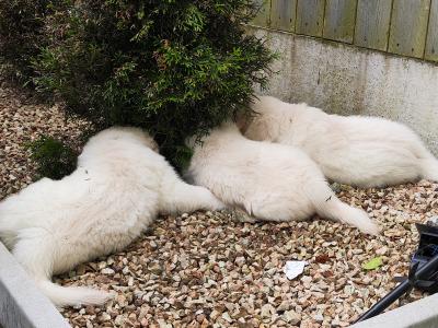 Purebred Golden Retriever puppies in Cork