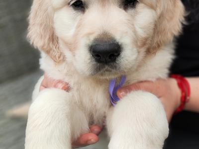 Purebred Golden Retriever puppies in Cork