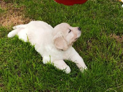 Purebred Golden Retriever puppies in Cork