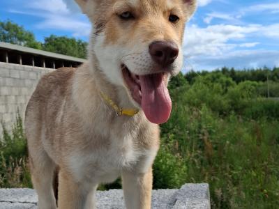 IKC Registered Saarloos Wolfdog puppies in Tipperary