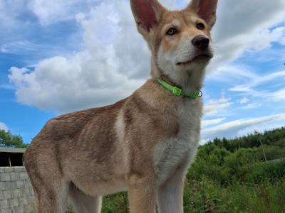 IKC Registered Saarloos Wolfdog puppies in Tipperary