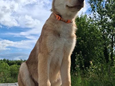 IKC Registered Saarloos Wolfdog puppies in Tipperary