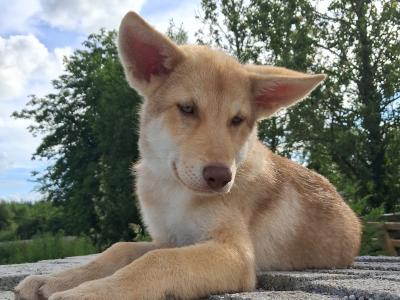 IKC Registered Saarloos Wolfdog puppies in Tipperary