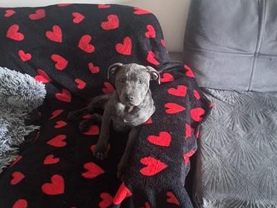 IKC Registered English Staffordshire Bull Terrier BLUE RARE puppy. Only female left, last chance.