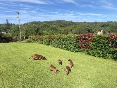 Bavarian Mountain Hound puppies in Donegal