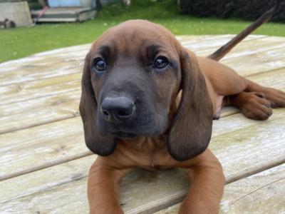 Bavarian Mountain Hound puppies in Donegal