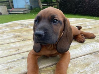 Bavarian Mountain Hound puppies in Donegal