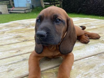 Bavarian Mountain Hound puppies in Donegal