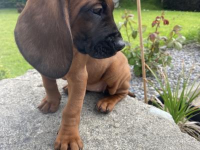 Bavarian Mountain Hound puppies in Donegal