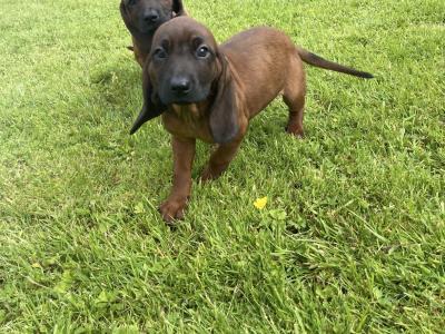 Bavarian Mountain Hound puppies in Donegal