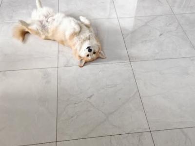 3 years old neutered Corgi