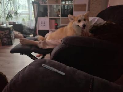 3 years old neutered Corgi