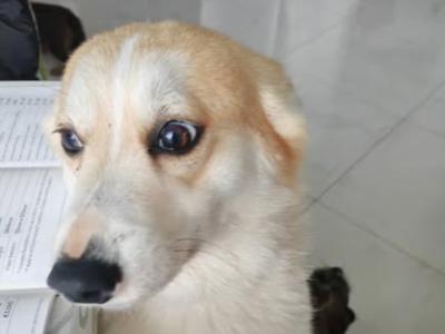 3 years old neutered Corgi
