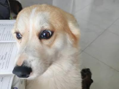 Puerbred male Corgi dog in Longford