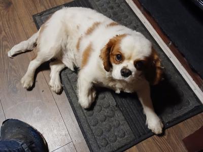 Male Cavalier King Charles Spaniel €1500
