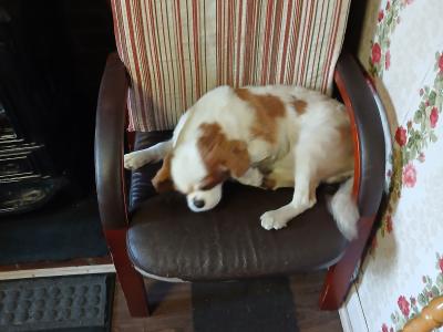 Male Cavalier King Charles Spaniel €1500