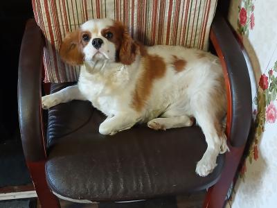 Male Cavalier King Charles Spaniel €1500