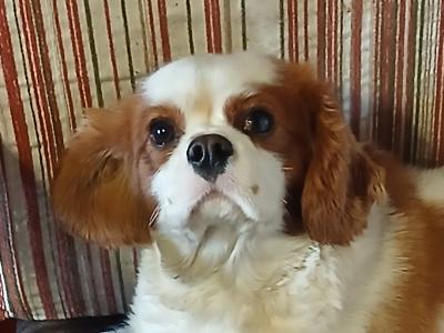 Male Cavalier King Charles Spaniel 16 months old in Longford - €1500