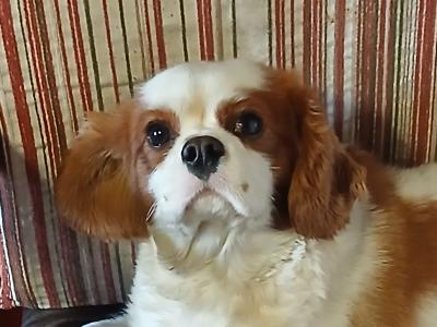 Male Cavalier King Charles 16 months old in Longford