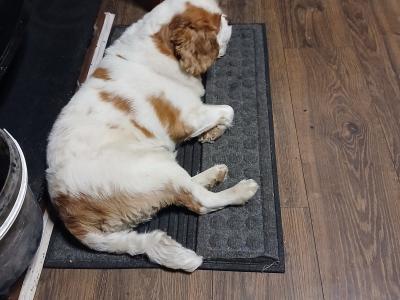 Male Cavalier King Charles Spaniel €1500